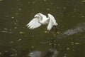 Snowy egret catching a fish in the Florida Everglades. Royalty Free Stock Photo