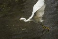 Snowy egret catching a fish in the Florida Everglades. Royalty Free Stock Photo