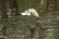 Snowy egret catching a fish in the Florida Everglades. Royalty Free Stock Photo