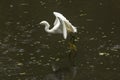 Snowy egret catching a fish in the Florida Everglades. Royalty Free Stock Photo