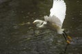 Snowy egret catching a fish in the Florida Everglades. Royalty Free Stock Photo