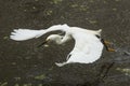 Snowy egret catching a fish in the Florida Everglades. Royalty Free Stock Photo