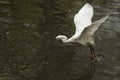 Snowy egret catching a fish in the Florida Everglades. Royalty Free Stock Photo