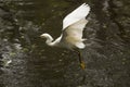 Snowy egret catching a fish in the Florida Everglades. Royalty Free Stock Photo