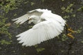 Snowy egret catching a fish in the Florida Everglades. Royalty Free Stock Photo