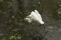 Snowy egret catching a fish in the Florida Everglades. Royalty Free Stock Photo