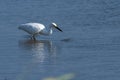 Snowy Egret catching small fish in lake with beak Royalty Free Stock Photo