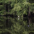 Snowy Egret Centered in the Cypress Swamp Royalty Free Stock Photo