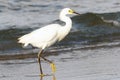 Snowy Egret Royalty Free Stock Photo