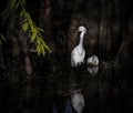 Snowy Egret In a Cypress Swamp and Plastic Trash Royalty Free Stock Photo