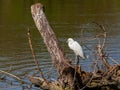 Snowy Egret in a Dead Tree Royalty Free Stock Photo