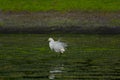 Snowy Egret Royalty Free Stock Photo