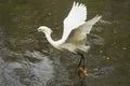 Snowy egret dragging its feet while flying in Florida`s Everglad Royalty Free Stock Photo