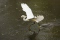 Snowy egret dragging its feet while flying in Florida`s Everglad Royalty Free Stock Photo