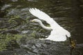 Snowy egret dragging its feet while flying in Florida`s Everglad Royalty Free Stock Photo