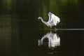 Snowy Egret dripping water from beak while chasing fish Royalty Free Stock Photo