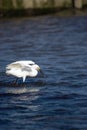 Snowy Egret Eating Fish Royalty Free Stock Photo