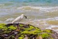 Snowy egret in a beach Royalty Free Stock Photo