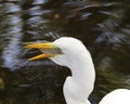 Snowy Egret eating fish Royalty Free Stock Photo