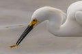 A snowy egret eating a fish. Royalty Free Stock Photo