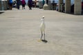 Snowy Egret Royalty Free Stock Photo