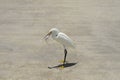 Snowy Egret eating a fish. Royalty Free Stock Photo