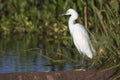 Snowy Egret at the Edge of a Marsh - Viera, Florida Royalty Free Stock Photo