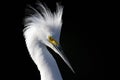 Snowy egret, egretta thula Royalty Free Stock Photo