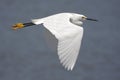 Snowy Egret (Egretta thula) Royalty Free Stock Photo