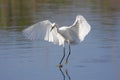 Snowy Egret (Egretta thula) Royalty Free Stock Photo