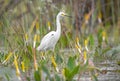 Snowy Egret bird foraging on Chase Prairie; Okefenokee Swamp National Wildlife Refuge, Georgia USA Royalty Free Stock Photo