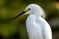 A Snowy Egret Egretta thula close up