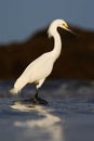 Snowy Egret, Egretta thula, in the coast habitat. Heron with sun in the morning sunrise. Bird with the dark blue sea. Heron in the Royalty Free Stock Photo