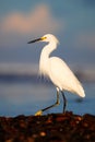 Snowy Egret, Egretta thula, in the coast habitat. Heron with sun in the morning sunrise. Bird with the dark blue sea. Heron in the Royalty Free Stock Photo