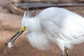 Snowy Egret Eating Fish at Phoenix Zoo Royalty Free Stock Photo