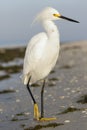 Snowy Egret - Estero Island, Florida Royalty Free Stock Photo