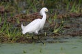 Snowy Egret (Egretta thula)