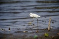 Snowy Egret Egretta thula foraging along Lake Chapala