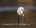 A snowy egret Egretta thula foraging and catching fish in a pond at Fort Meyers Beach. Royalty Free Stock Photo