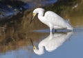 Snowy egret (Egretta thula) foraging in a quiet lake at early windless morning