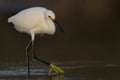A snowy egret Egretta thula foraging and catching fish in a pond at Fort Meyers Beach. Royalty Free Stock Photo