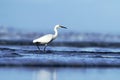 Snowy Egret, Egretta thula, in the nature coast habitat in the morning sunrise, Dominical, Costa Rica. blue ocean wawes Royalty Free Stock Photo