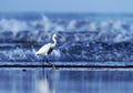 Snowy Egret, Egretta thula, in the nature coast habitat in the morning sunrise, Dominical, Costa Rica. blue ocean wawes Royalty Free Stock Photo