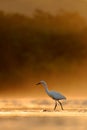 Snowy Egret, Egretta thula, in the nature coast habitat, sun light in the morning sunrise, Dominical, Costa Rica. Misty fog landsc Royalty Free Stock Photo