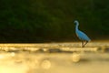 Snowy Egret, Egretta thula, in the nature coast habitat, sun light in the morning sunrise, Dominical, Costa Rica. Misty fog landsc Royalty Free Stock Photo