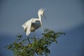 Snowy Egret Egretta thula perched in tree Royalty Free Stock Photo