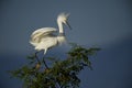 Snowy Egret Egretta thula perched in tree Royalty Free Stock Photo