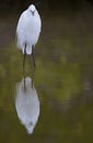 A snowy egret Egretta thula resting in a mirrored green coloured pond at Fort Meyers beach. Royalty Free Stock Photo