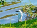 Snowy egret Egretta thula, small white heron