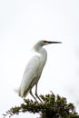 Snowy Egret looks graceful and elegant in delicate plumage on green branch